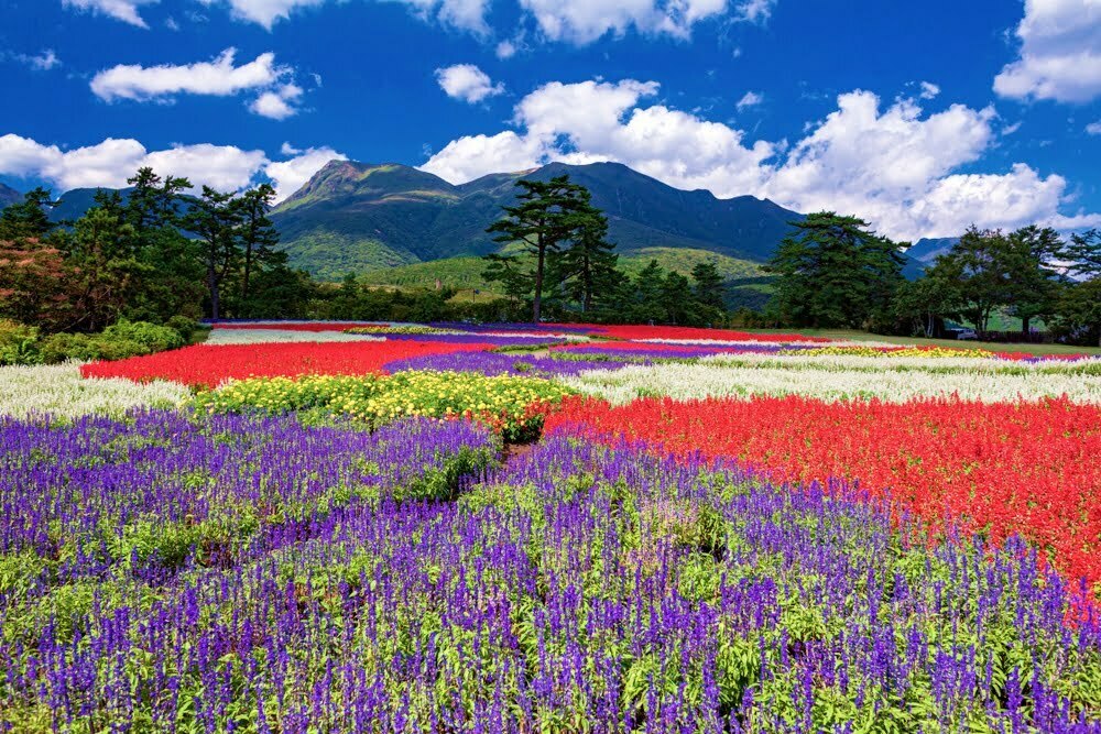 ชมสวนดอกไม้สวนดอกไม้คุจุ ญี่ปุ่น